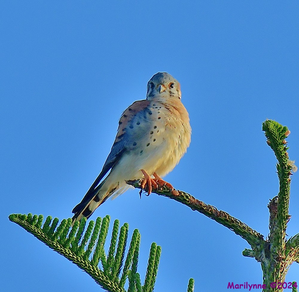 DSC_8319_001.JPG