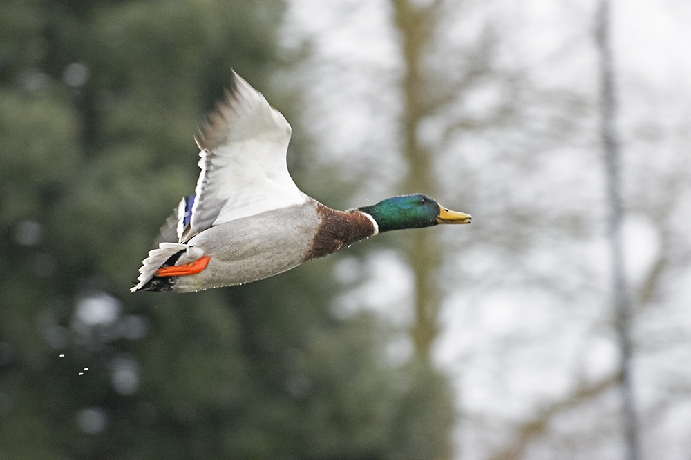 DSC_8322.jpg