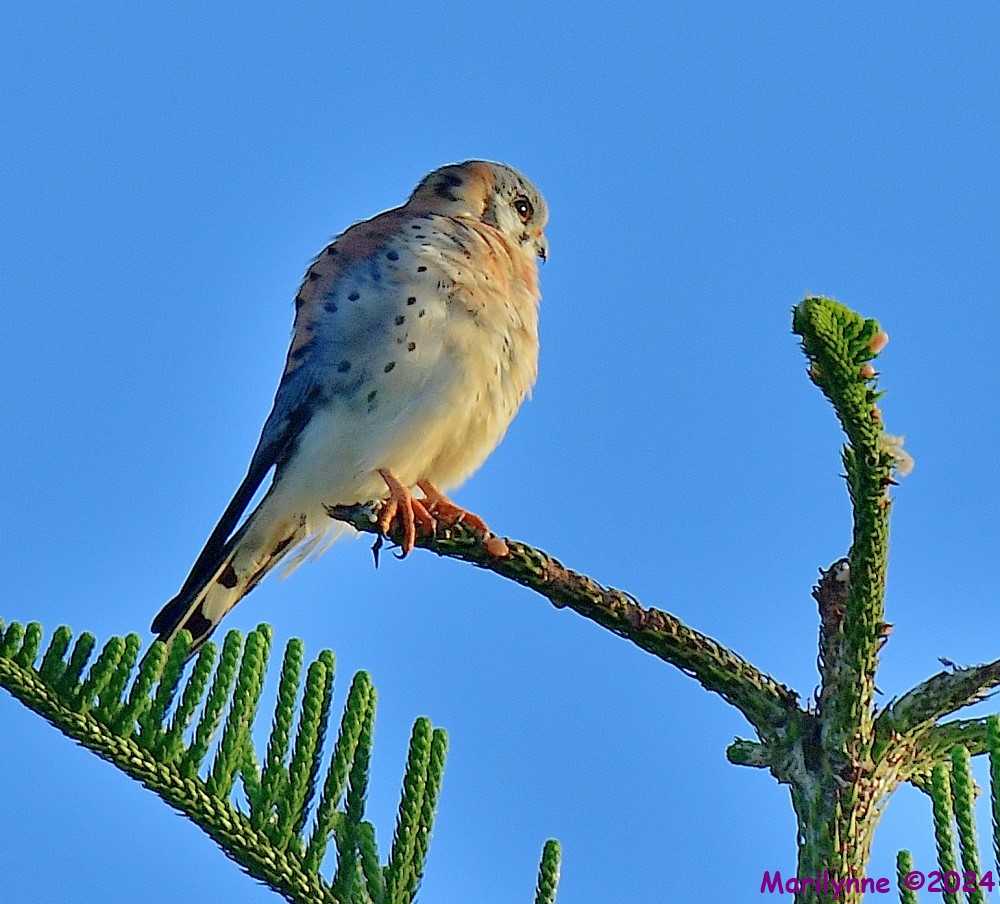 DSC_8324_001.JPG