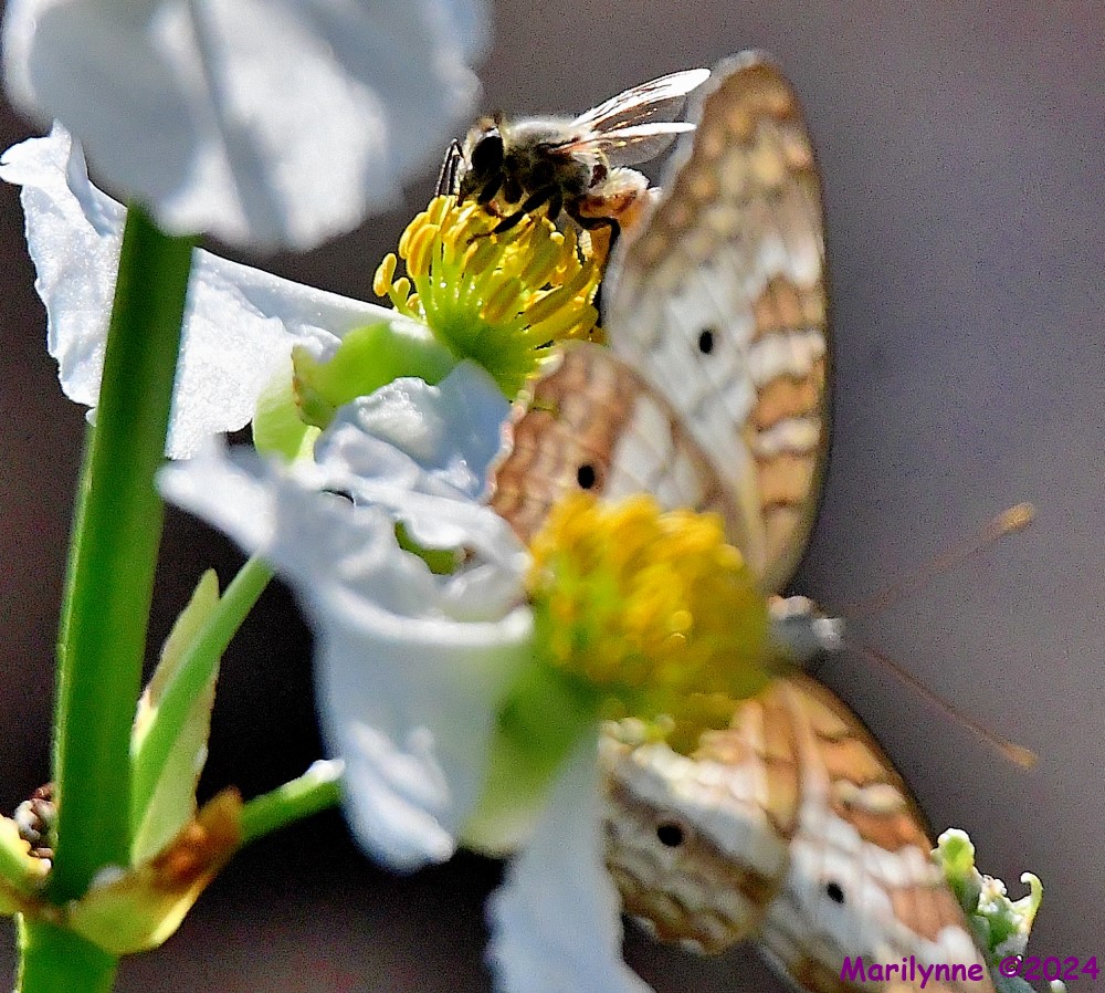 DSC_8324_001.JPG