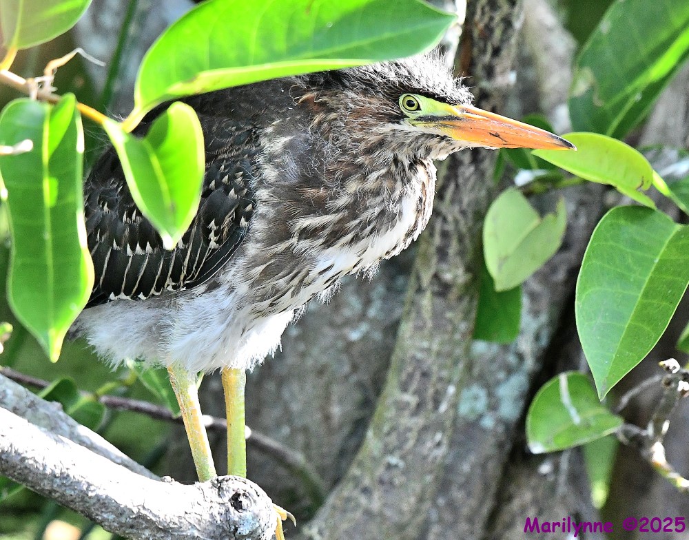 DSC_8325_001.JPG