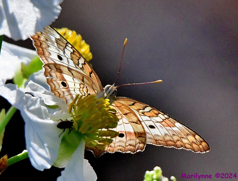 DSC_8326_001.JPG