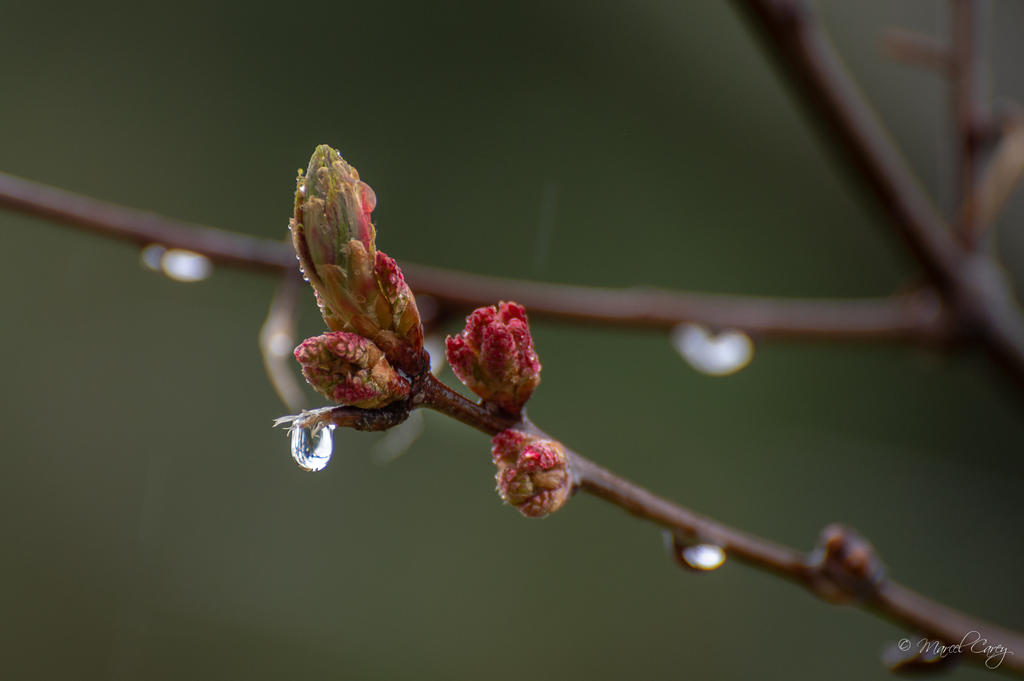 DSC_8327.jpg