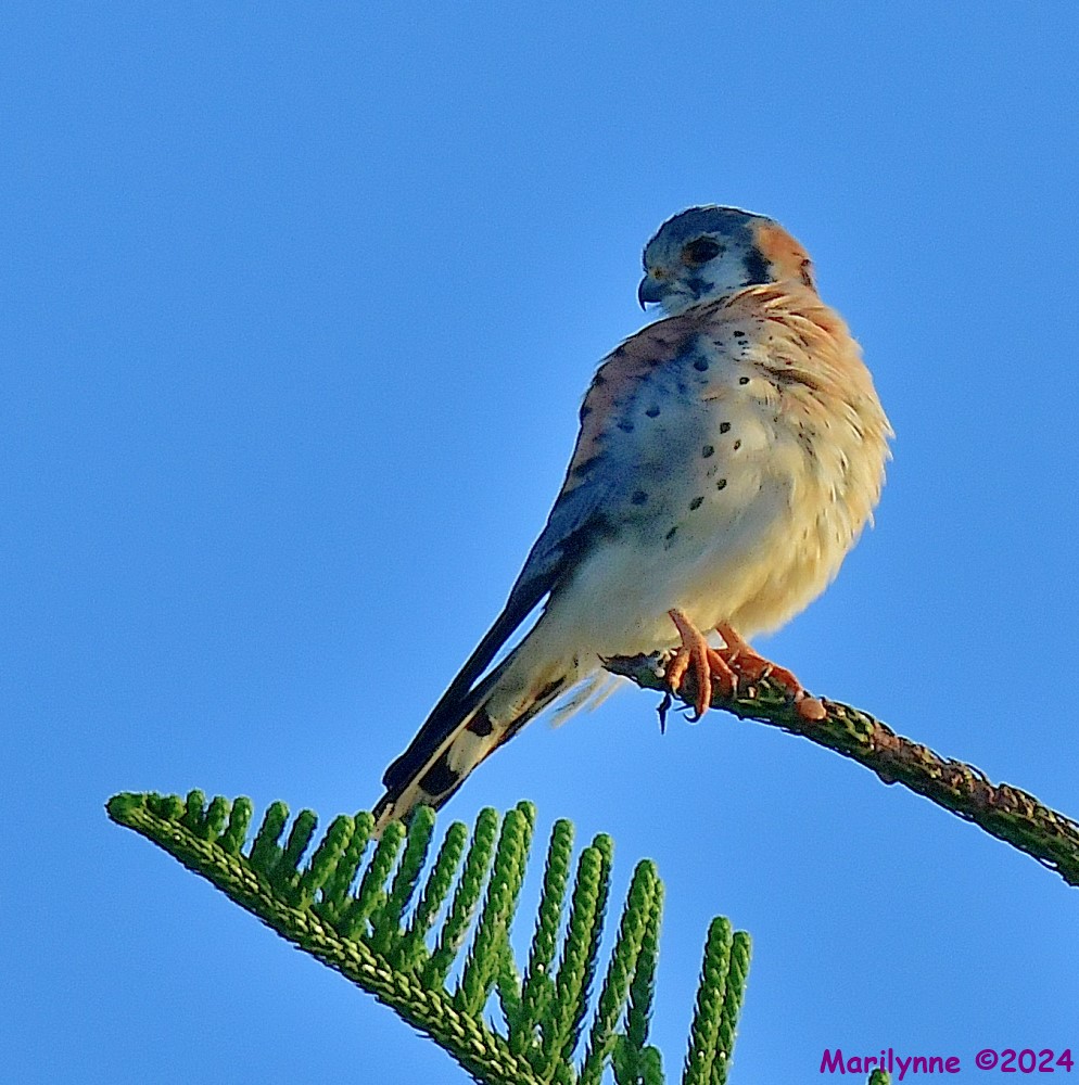 DSC_8327_001.JPG