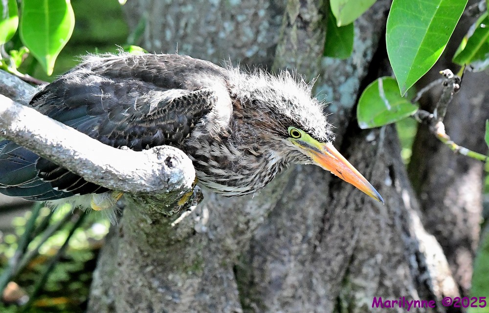 DSC_8330_001.JPG