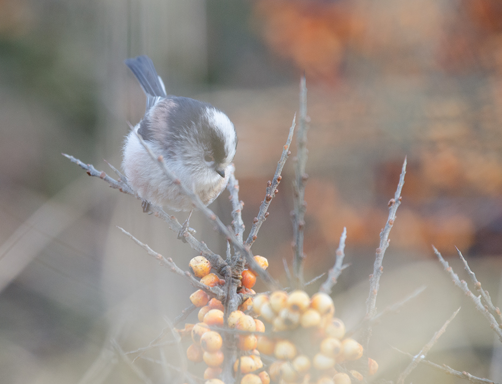 DSC_8331.jpg