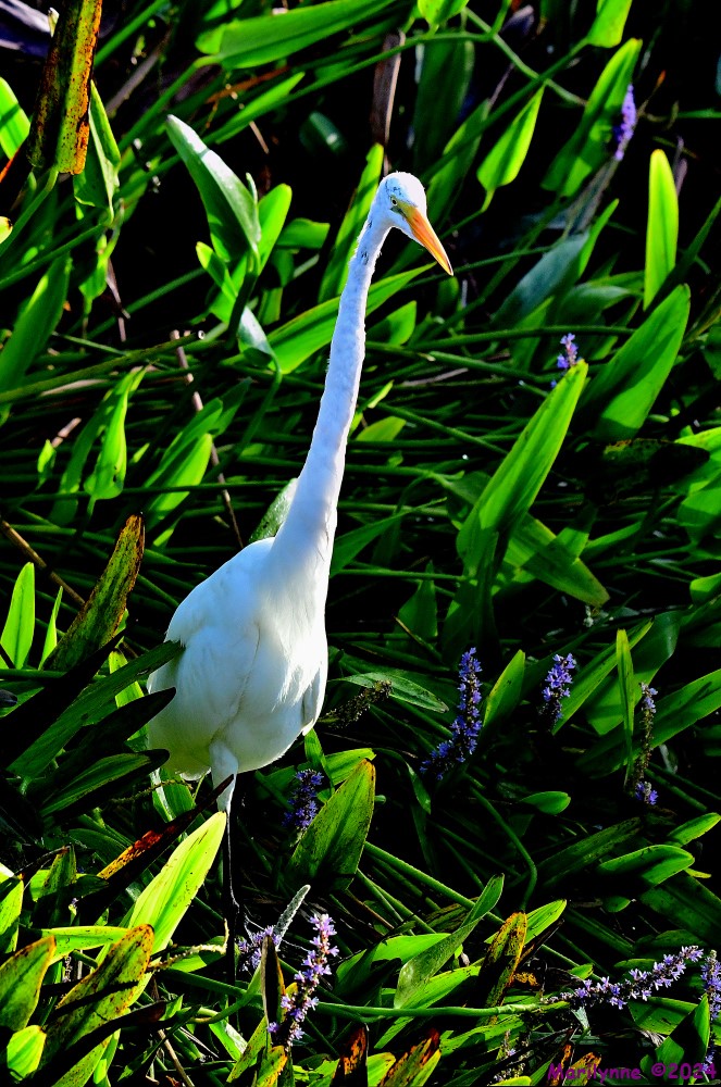 DSC_8331_stitch3_001.JPG