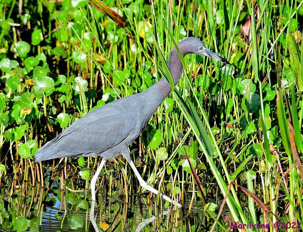 DSC_8333_001.JPG