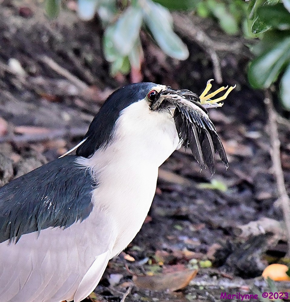 DSC_8334_001.JPG