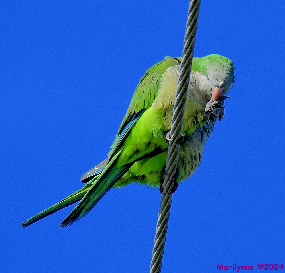 DSC_8334_001.JPG