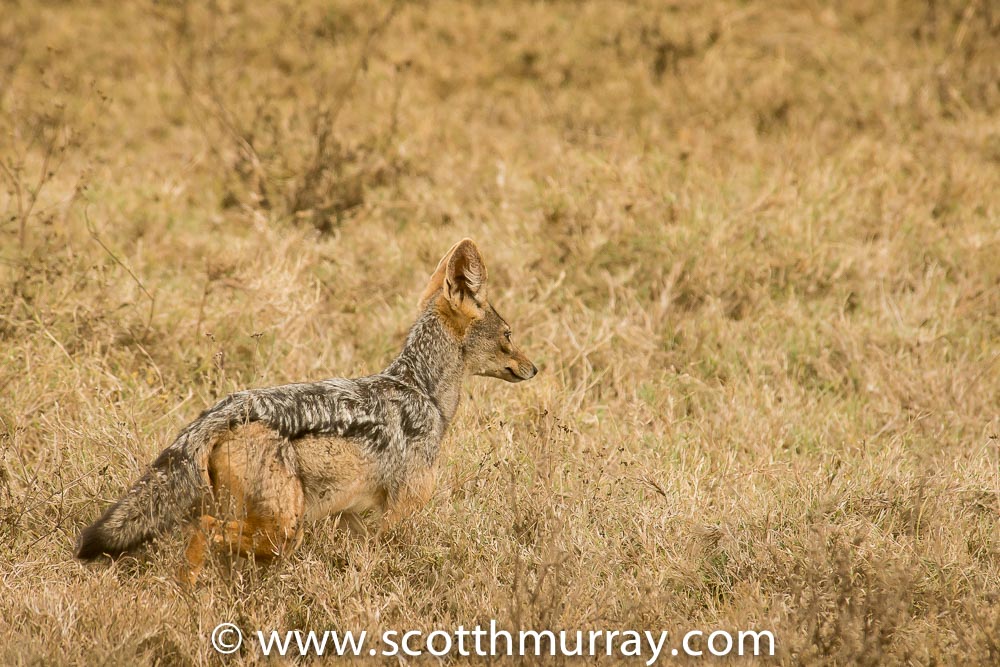 DSC_8335.jpg