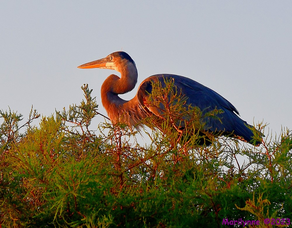 DSC_8335_001.JPG