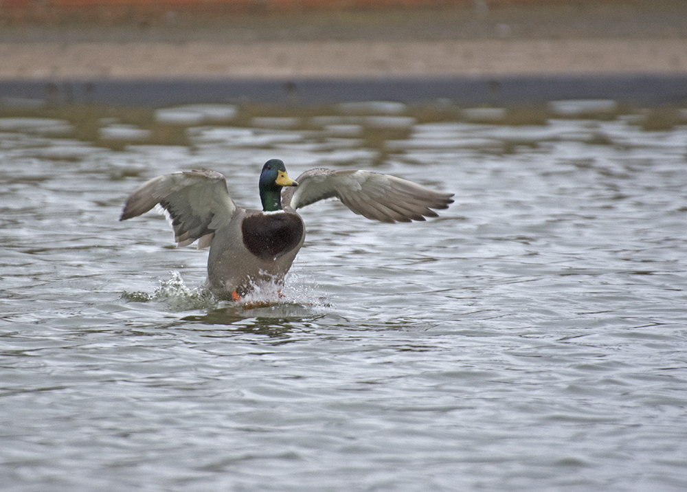 DSC_8340.jpg