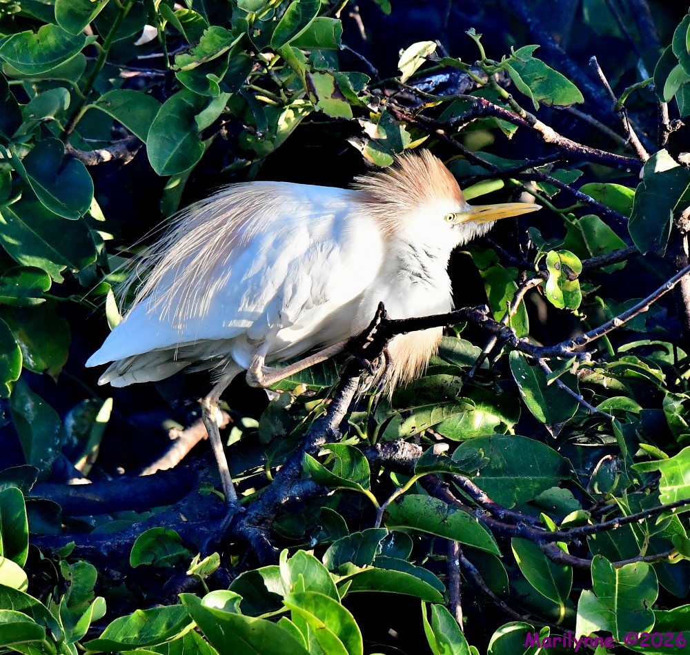 DSC_8340_001.JPG