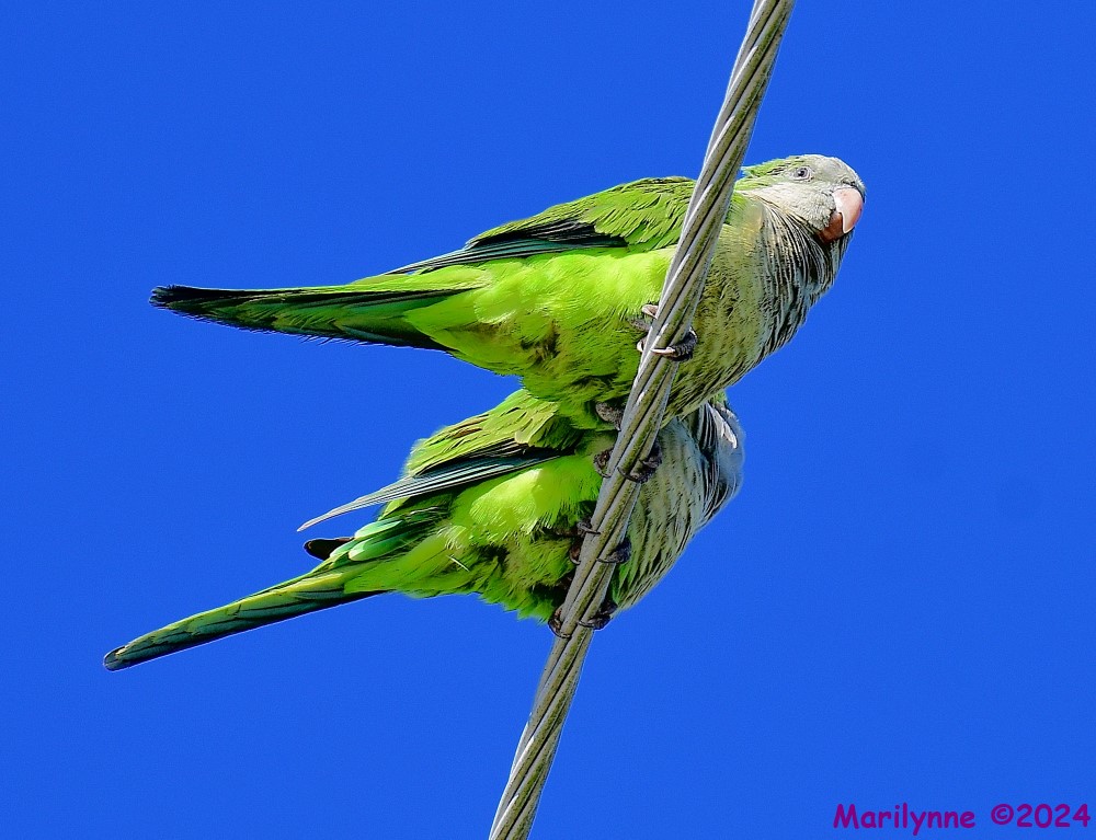 DSC_8341_001.JPG