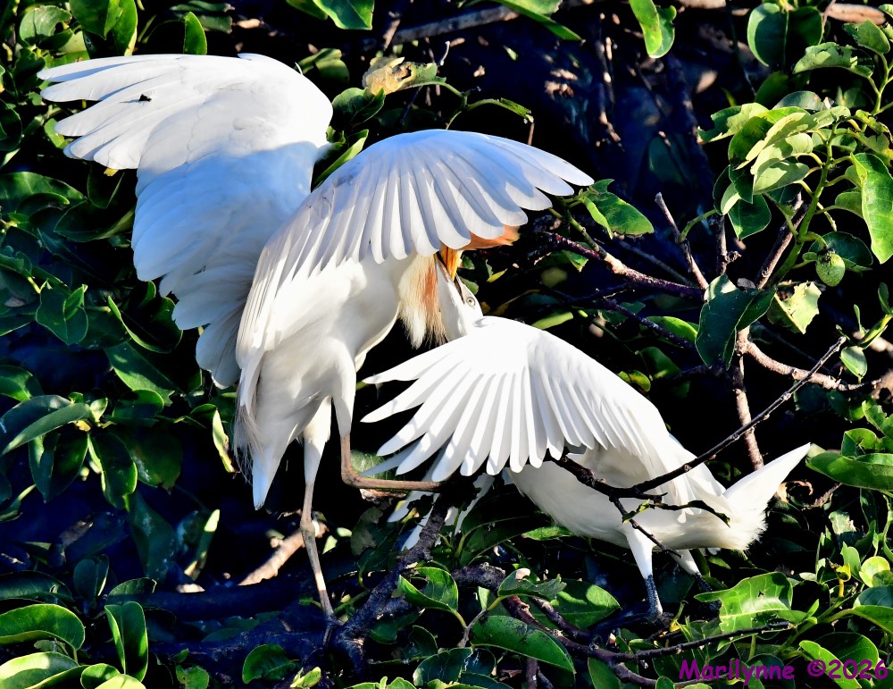 DSC_8343_001.JPG