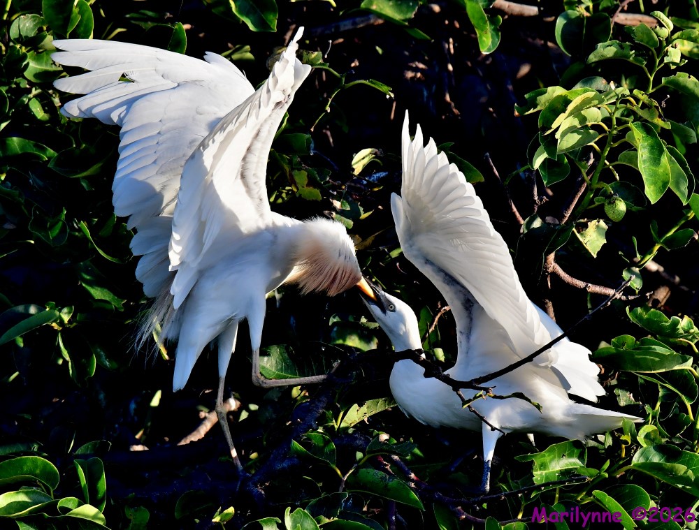 DSC_8344_001.JPG