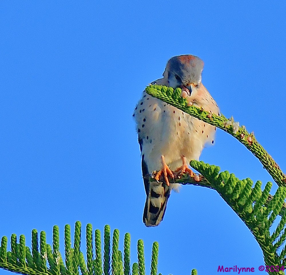 DSC_8345_001.JPG