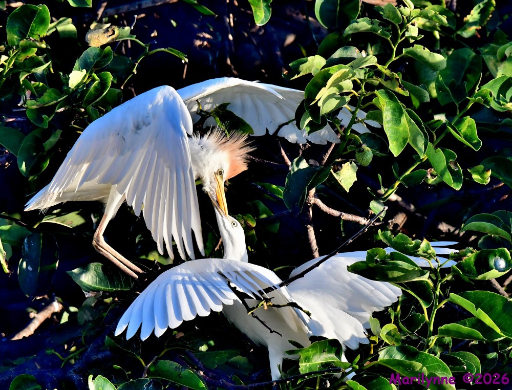 DSC_8347_001.JPG
