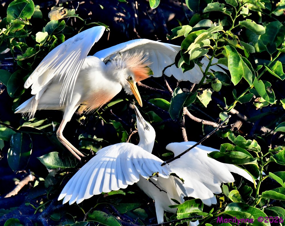 DSC_8348_001.JPG