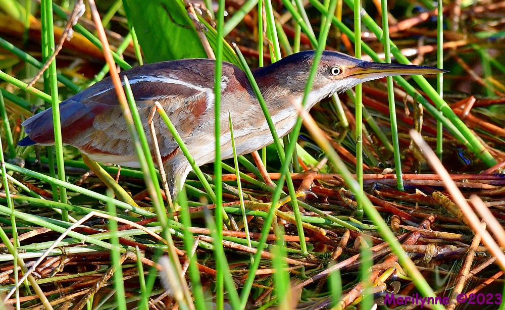 DSC_8351_001.JPG