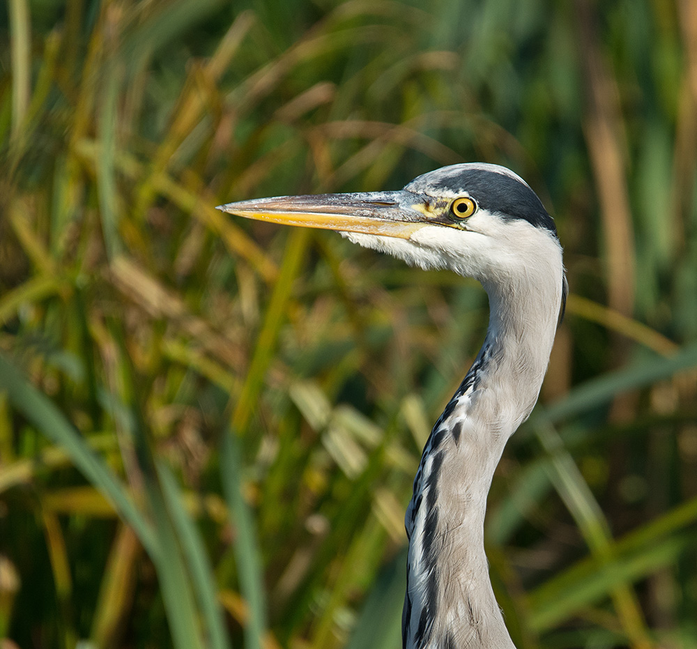 DSC_8356.jpg