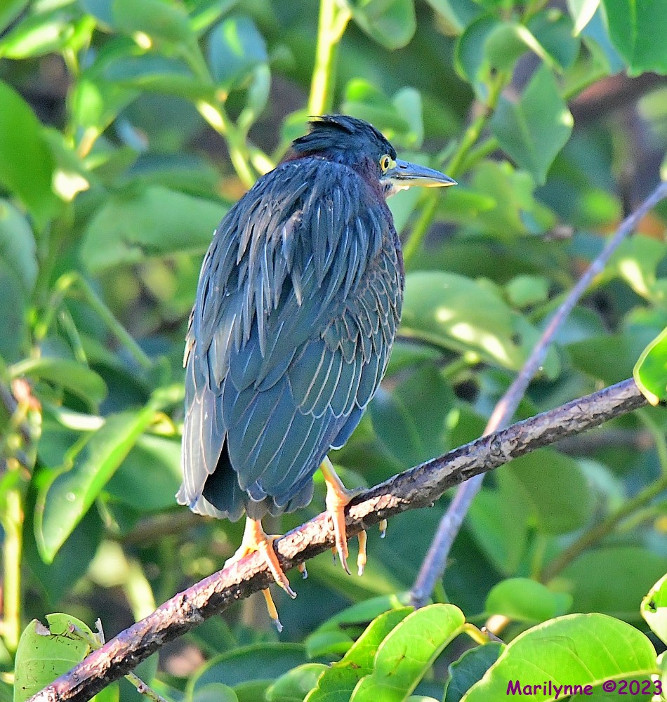 DSC_8356_001.JPG