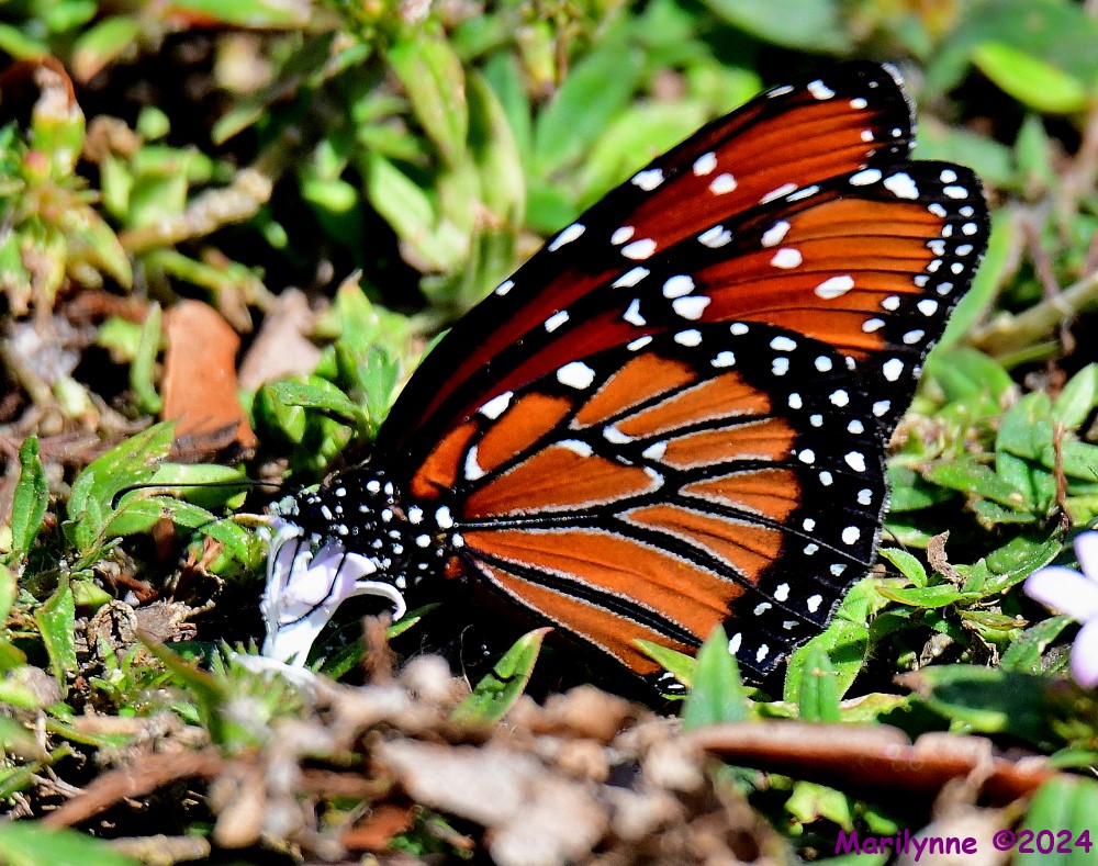 DSC_8359_001.JPG