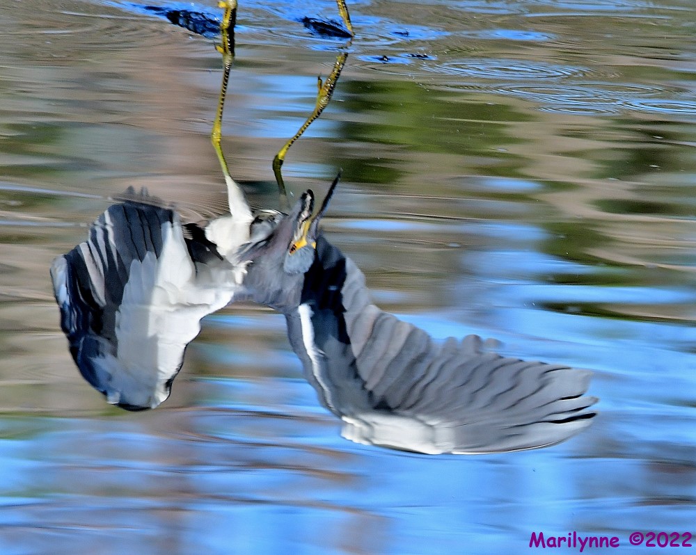 DSC_8362_001.JPG