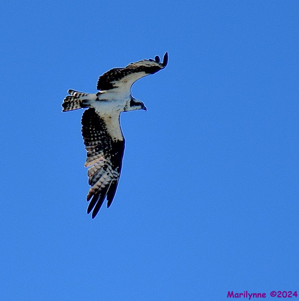 DSC_8363_001.JPG