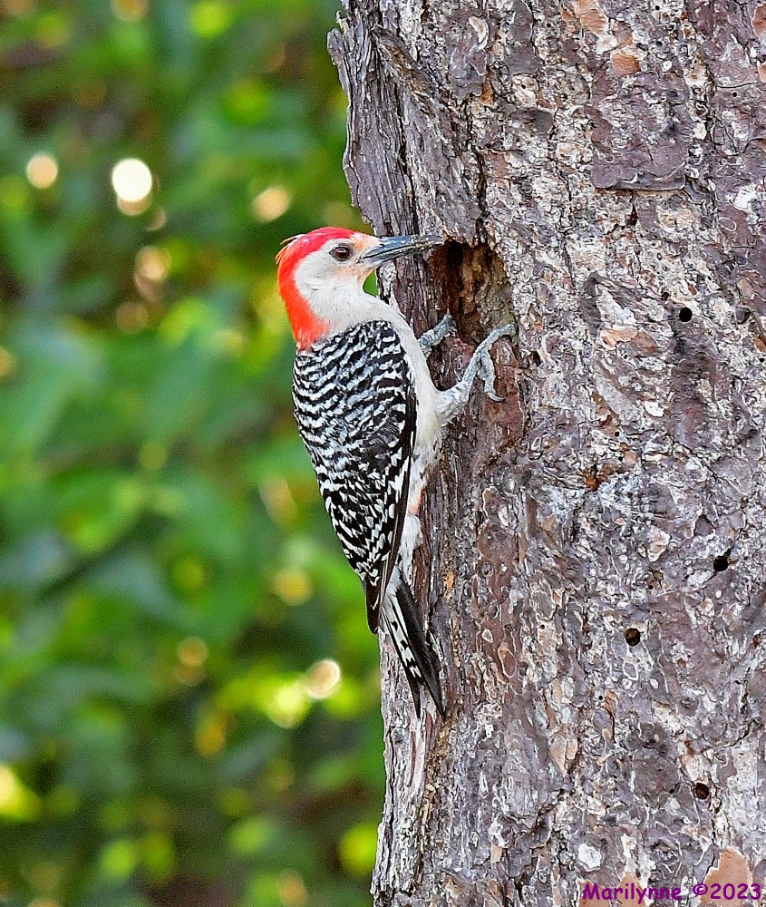 DSC_8365_001.JPG