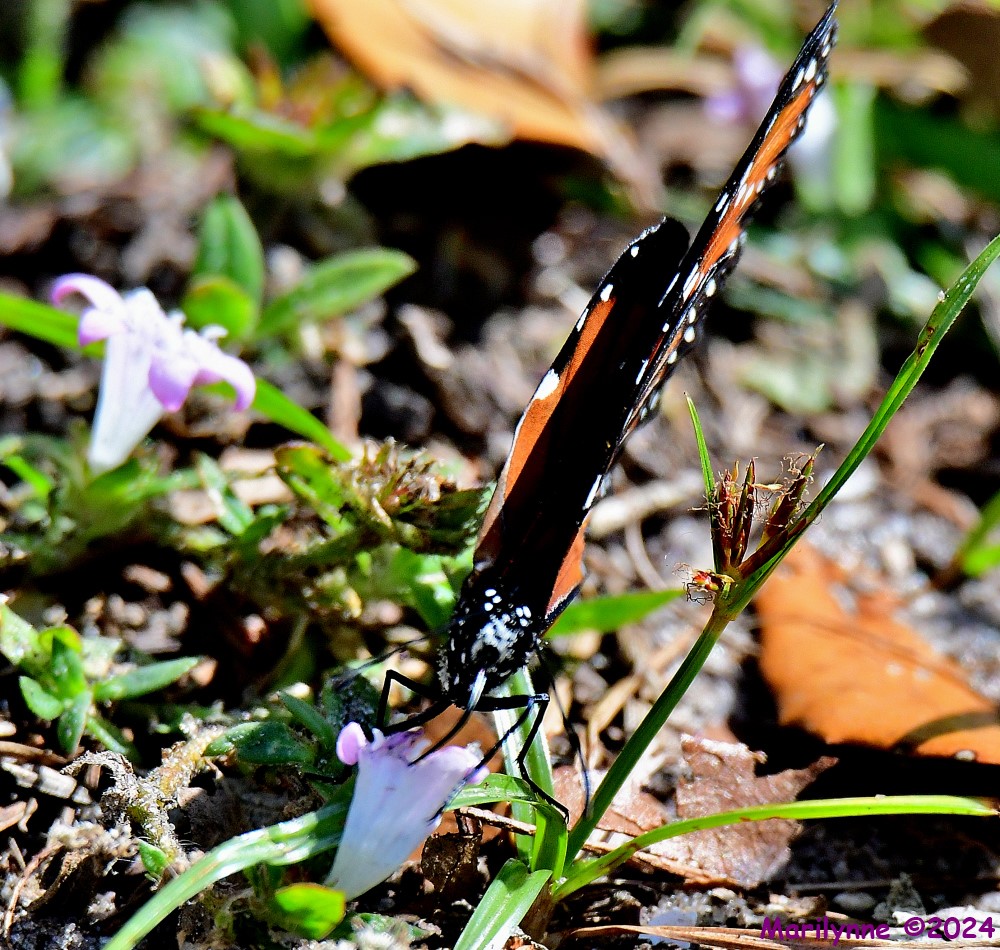 DSC_8369_001.JPG