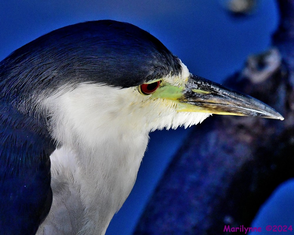 DSC_8370_001.JPG