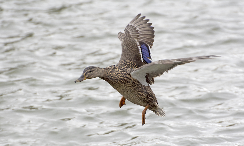 DSC_8372.jpg