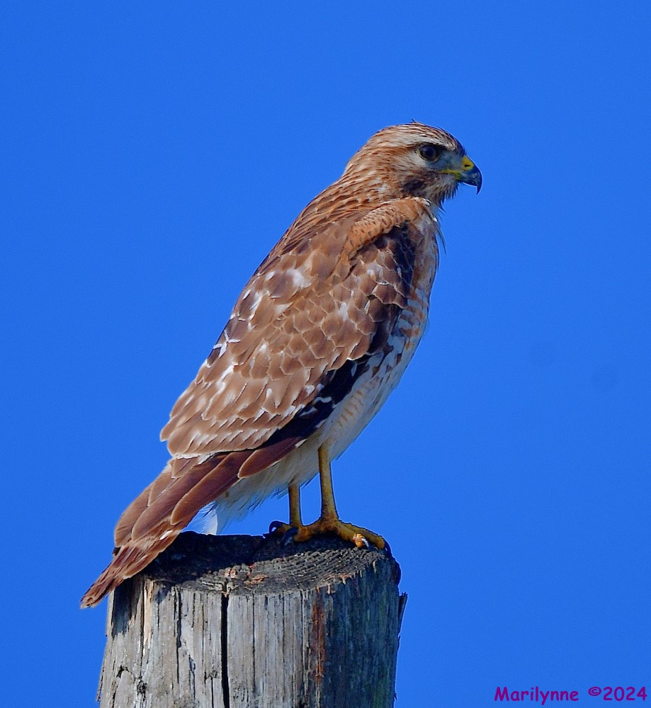 DSC_8372_001.JPG