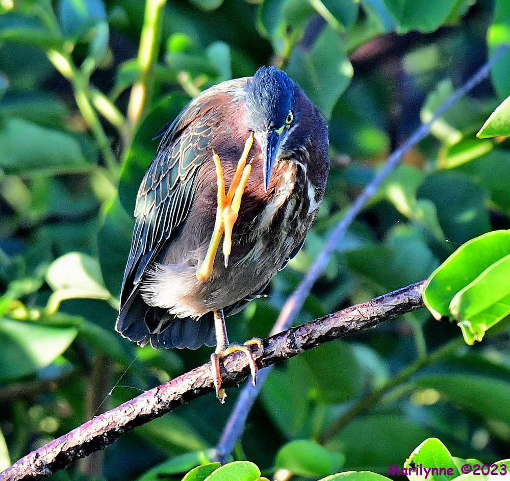 DSC_8373_001.JPG
