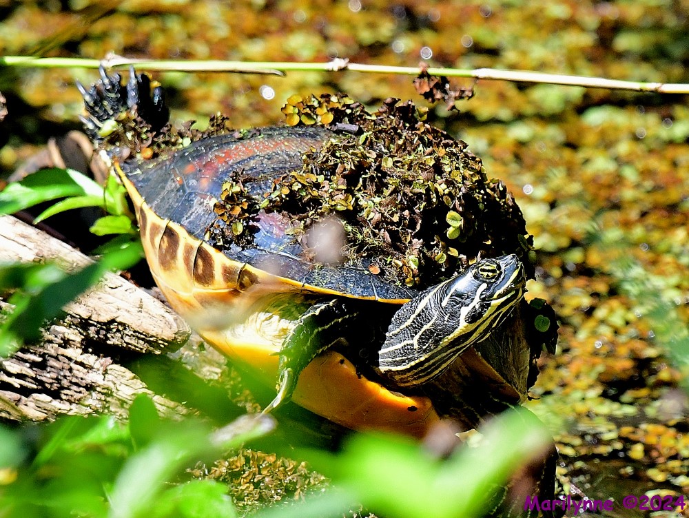 DSC_8374_001.JPG