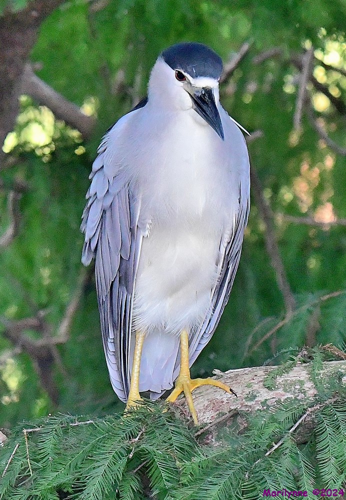 DSC_8374_001.JPG