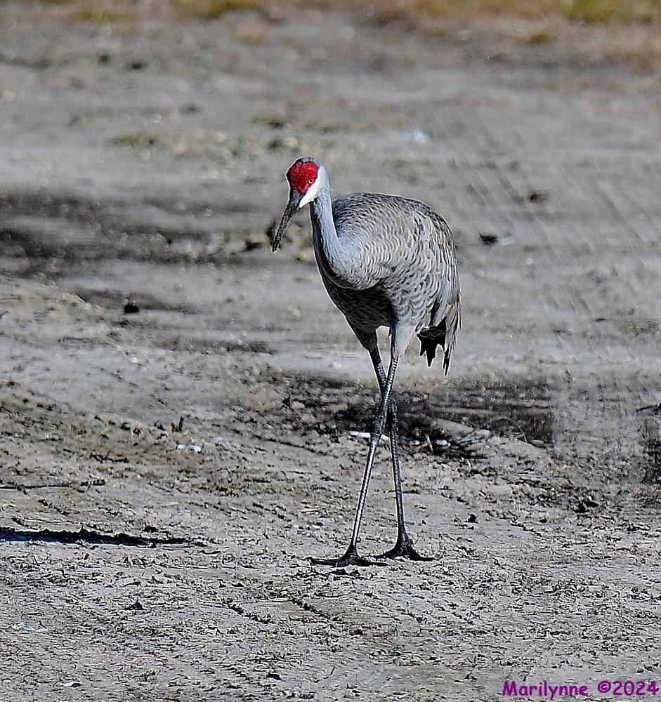 DSC_8374_001.JPG