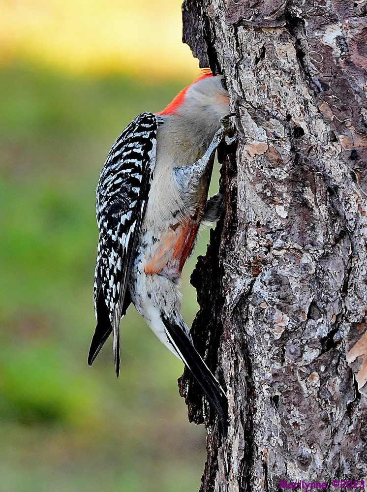 DSC_8379_001.JPG