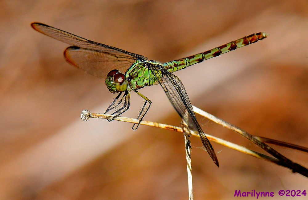 DSC_8379_001.JPG