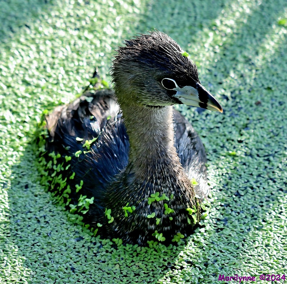 DSC_8379_001.JPG