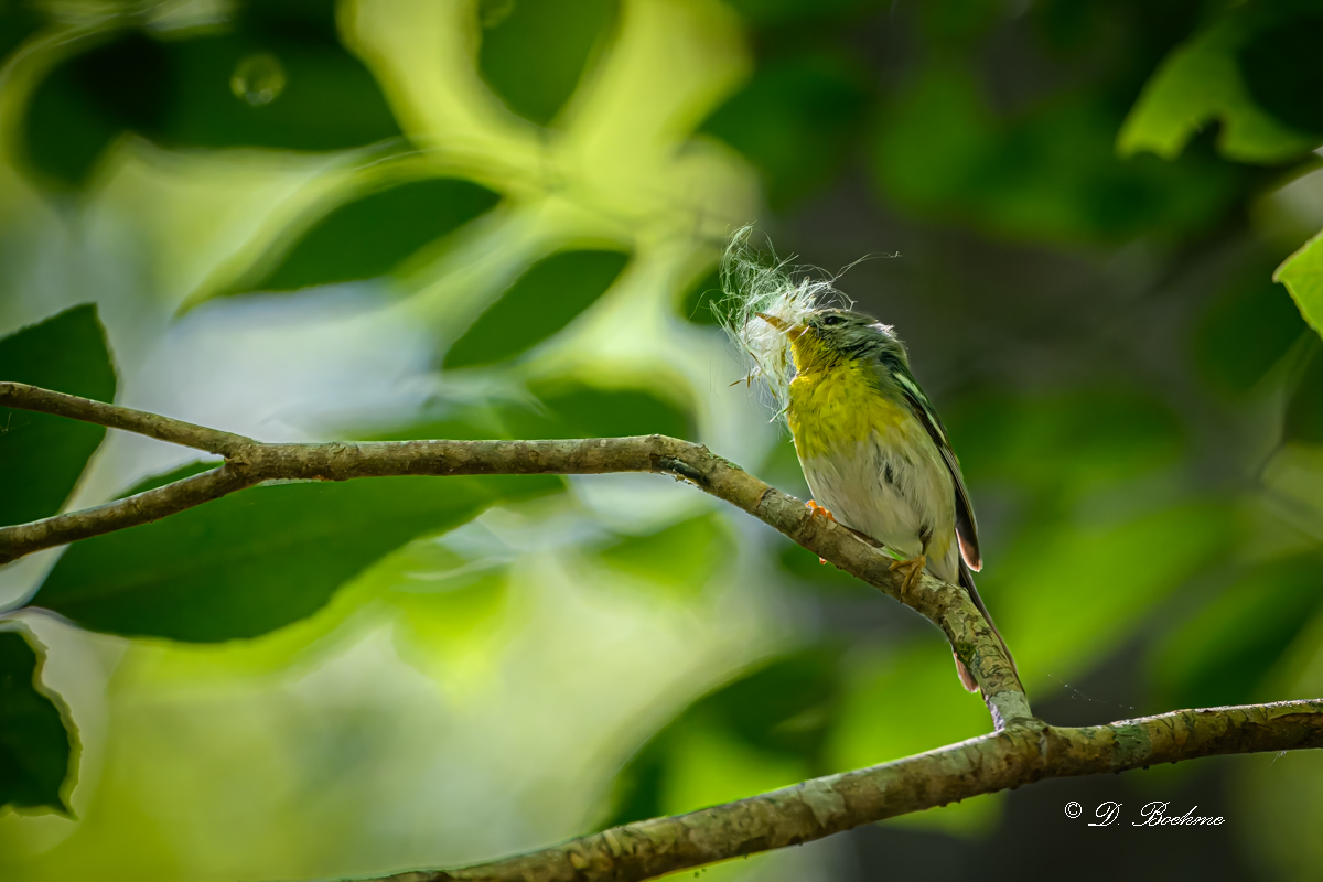 DSC_8383-topaz-rawdenoise.jpg