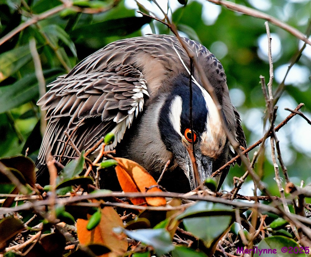 DSC_8383_001.JPG