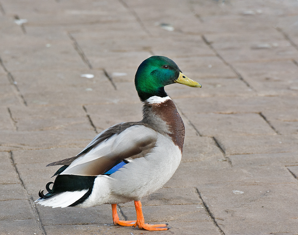 DSC_8384.jpg