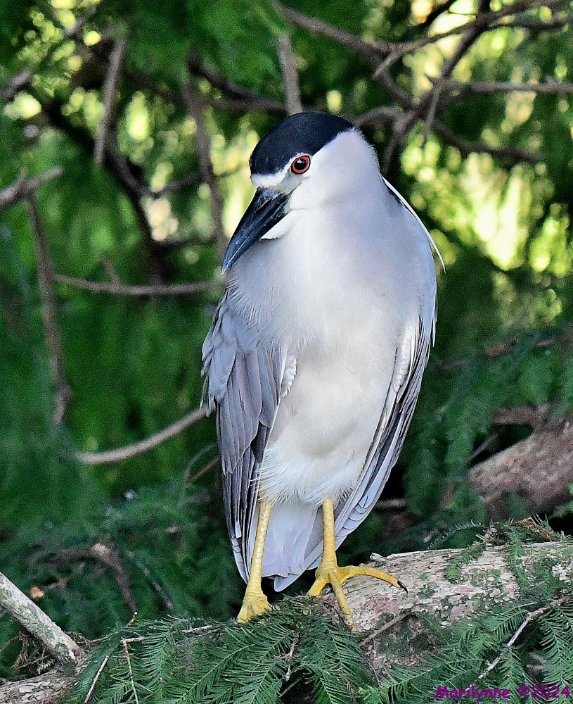 DSC_8385_001.JPG