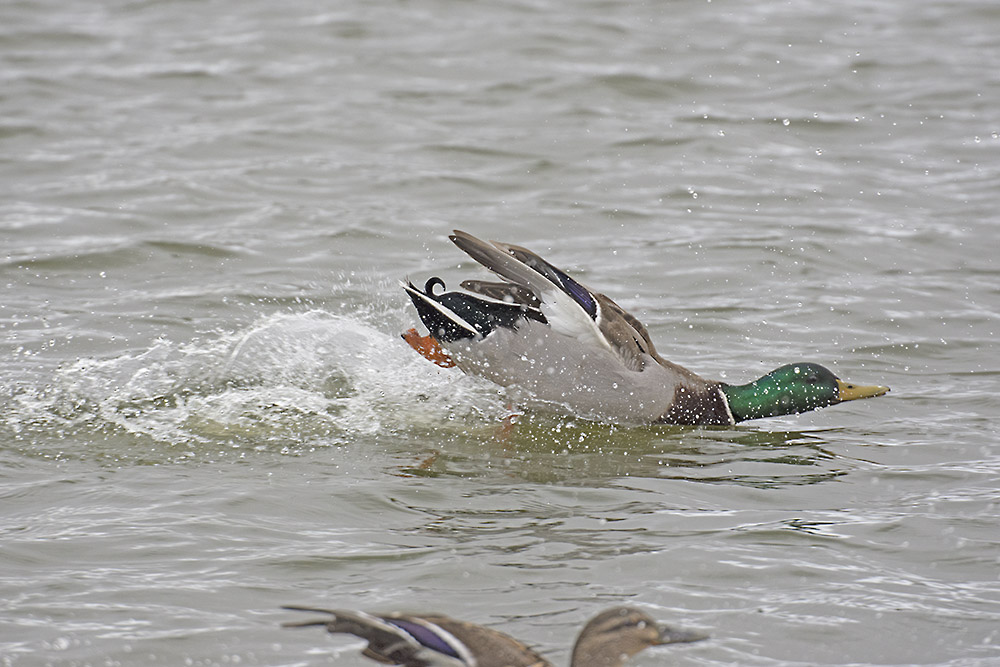 DSC_8388.jpg