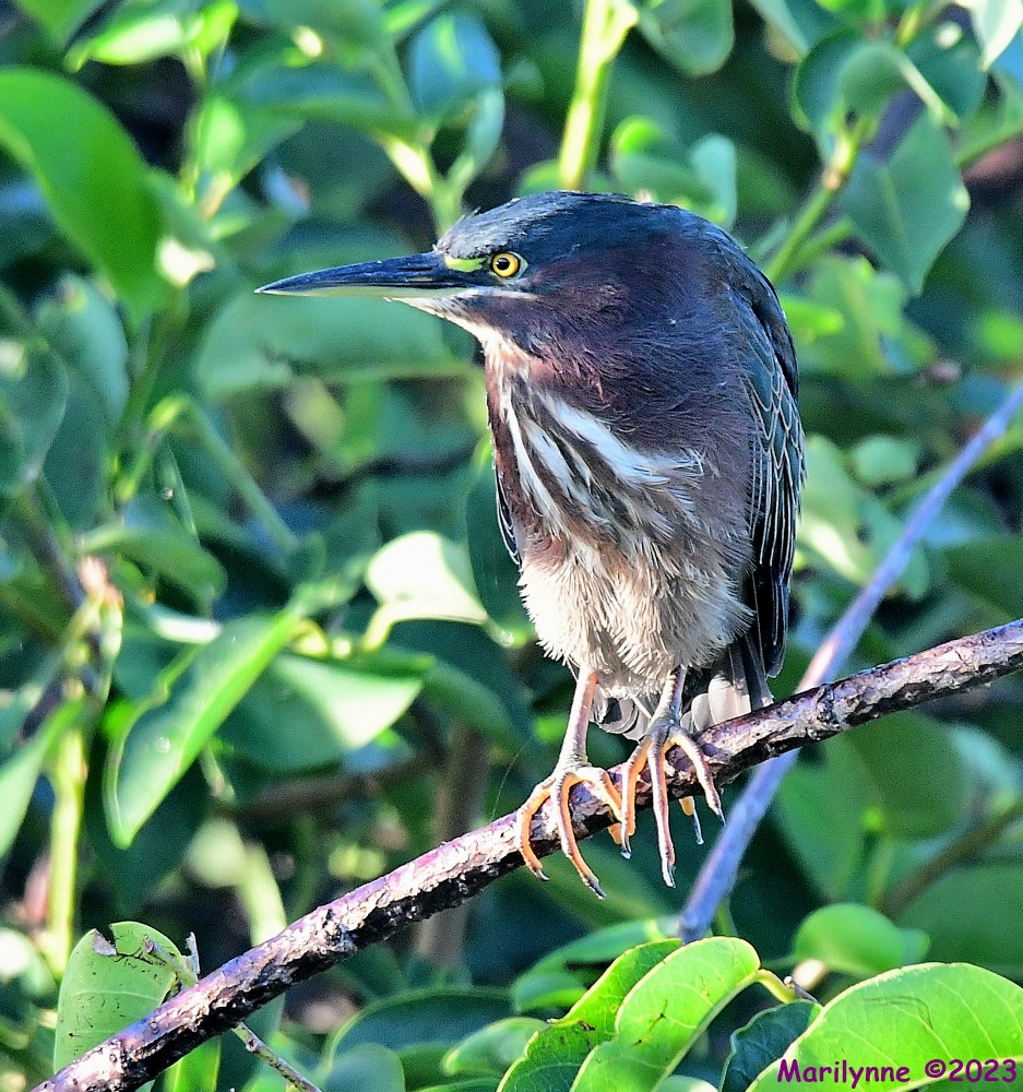 DSC_8388_001.JPG