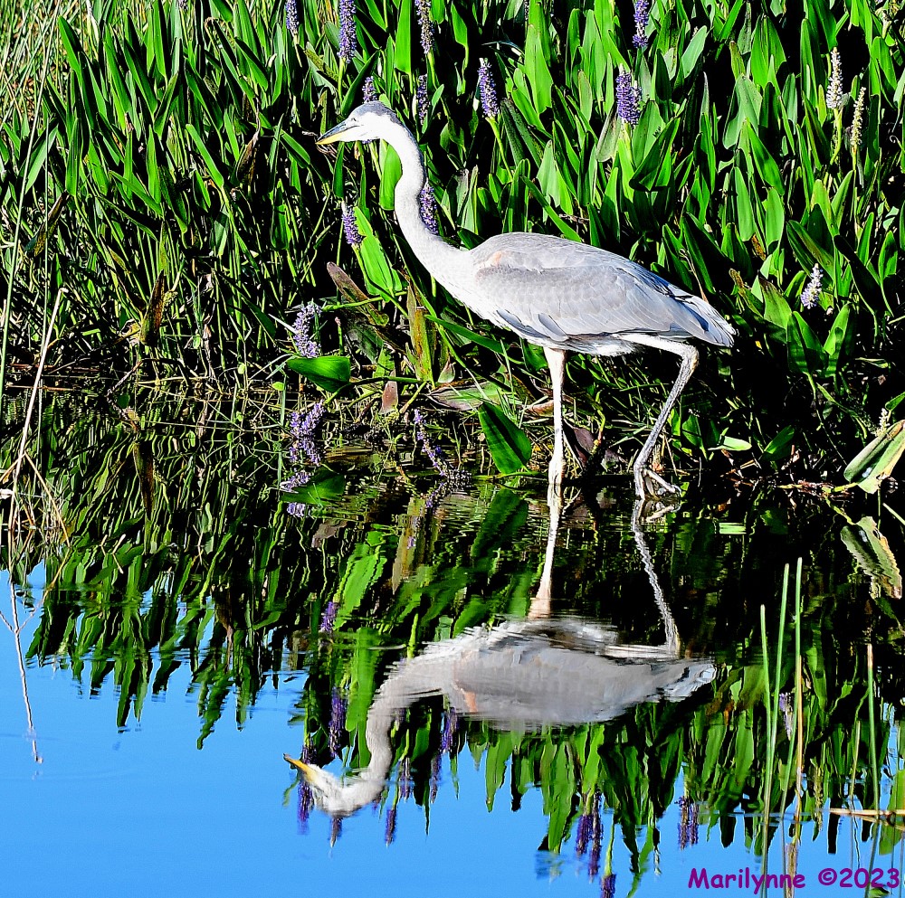 DSC_8389_001.JPG