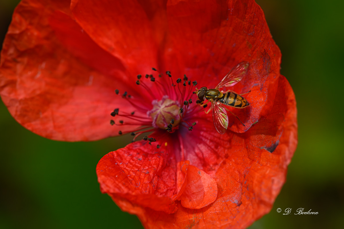DSC_8391-topaz-rawdenoise.jpg